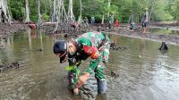 Cegah Terkikisnya Pantai Akibat Abrasi, Satgas Yon armed 3/105 Tarik Tanam Mangrove