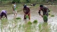 Satgas Yonif RK 744 Melakukan Pendampingan Tanam Padi Kepada Petani Perbatasan