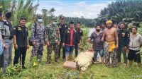 Personel TNI AL Turut SAR Pencarian Korban Buaya