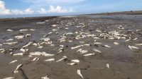 MISTERI RIBUAN EKOR IKAN MATI DI PANTAI KUALA INDAH MENUAI BERAGAM DUGAAN DARI MASYARAKAT.