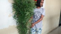 Tanam Ganja di Rumah, Suheri Di Boyong Tekab Polsek Medan Area