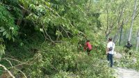 Gerak Cepat PT. TPL Bantu Bersihkan Pohon Tumbang Jalinsum Parapat