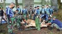 Rayakan Idul Adha 1442 H, Pangdam XII/Tpr Serahkan Hewan Qurban