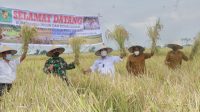 Bupati Simalungun Lakukan Panen Perdana Padi Sawah di Nagori Raja Maligas I.