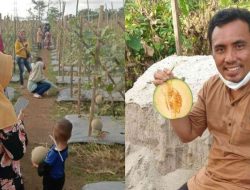 Desa Sumber Rejo Salah Satu Lokasi Objek Wista Melon di Kabupaten Batu Bara.