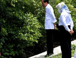 Presiden : Hutan Mangrove Bentuk Komitmen Indonesia dalam Perubahan Iklim.