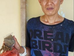 GERAK CEPAT TIM – I OPSNAL SATRES NARKOBA POLRES SIMALUNGUN GAGALKAN TRANSAKSI GANJA.