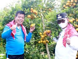 Bupati Simalungun Bersama Wakil Bupati Panen jeruk di Nagori Saribujandi.