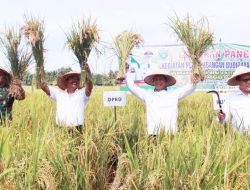 Bupati Panen Raya Di Kecamatan Huta Bayuraja Kabupaten Simalungun
