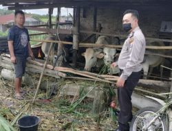 POLRES SIMALUNGUN PEDULI DAN PERAN AKTIP MELAKSANAKAN KEGIATAN SAMBANG PENYULUHAN MENGENAI PMK