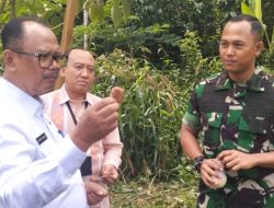 Wakil Bupati Simalungun Lakukan Panen Perdana Tanaman Sorgum