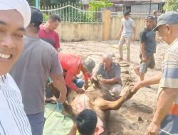 Masyarakat Kecamatan Bandar Masilam Sembelih Hewan Qurban 136 Ekor Lembu dan 152 Ekor Kambing