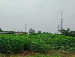 Pemkab Batu Bara Serahkan Pengelolaan Lahan ex PT Socfindo Ke BUMD