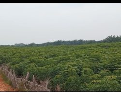 Terkait Sewa Lahan Ex PT. Socfindo Yang Diterima BUMD Tidak Ada Disetor ke PAD