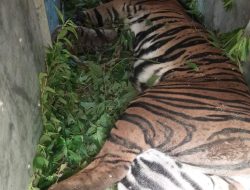 Polsek Dolok Panribuan Bantu Evakuasi Harimau Sumatera Yang Terjerat Jebakan Babi Hutan