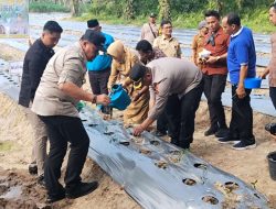 Forkopimda Batu Bara Laksanakan Tanam Cabai Sekaligus Perkenalkan Pupuk Organik
