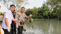 Kapolres Batu Bara Lepas 300 Ekor Blankas di Pantai Perupuk