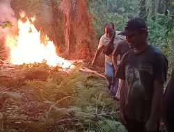 Gubuk Lapak Sarang Narkoba Nagori Boluk Digerebek Dan Dibakar Polsek Bosar Maligas