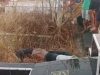 Orang Tua Dan Keluarga Korban Desak Polsek Bandar Huluan Polres Simalungun Tangkap Pelaku Pembunuhan Almarhum Gunardi